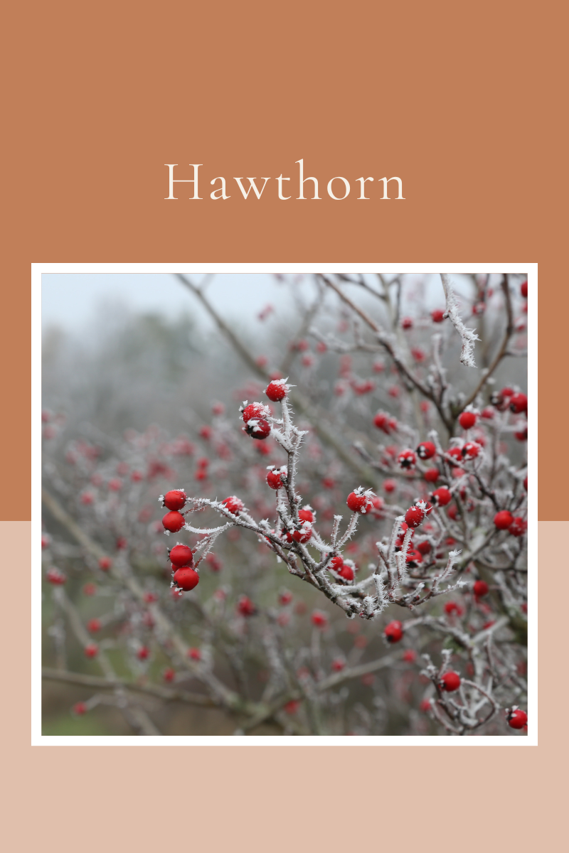 Hawthorn and Heart